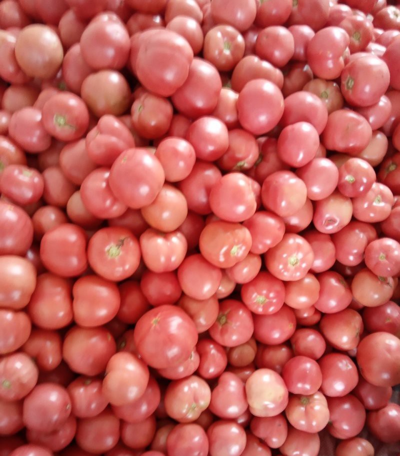 西红柿  云南产